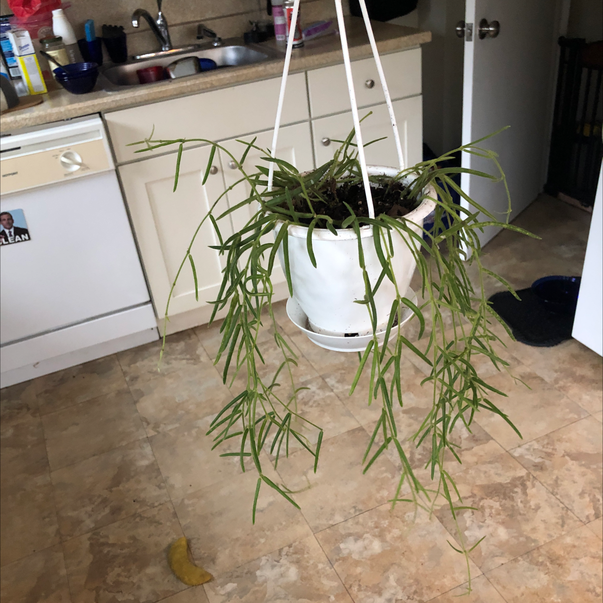 Hanging Mistletoe Cactus in a white pot in a kitchen setting.