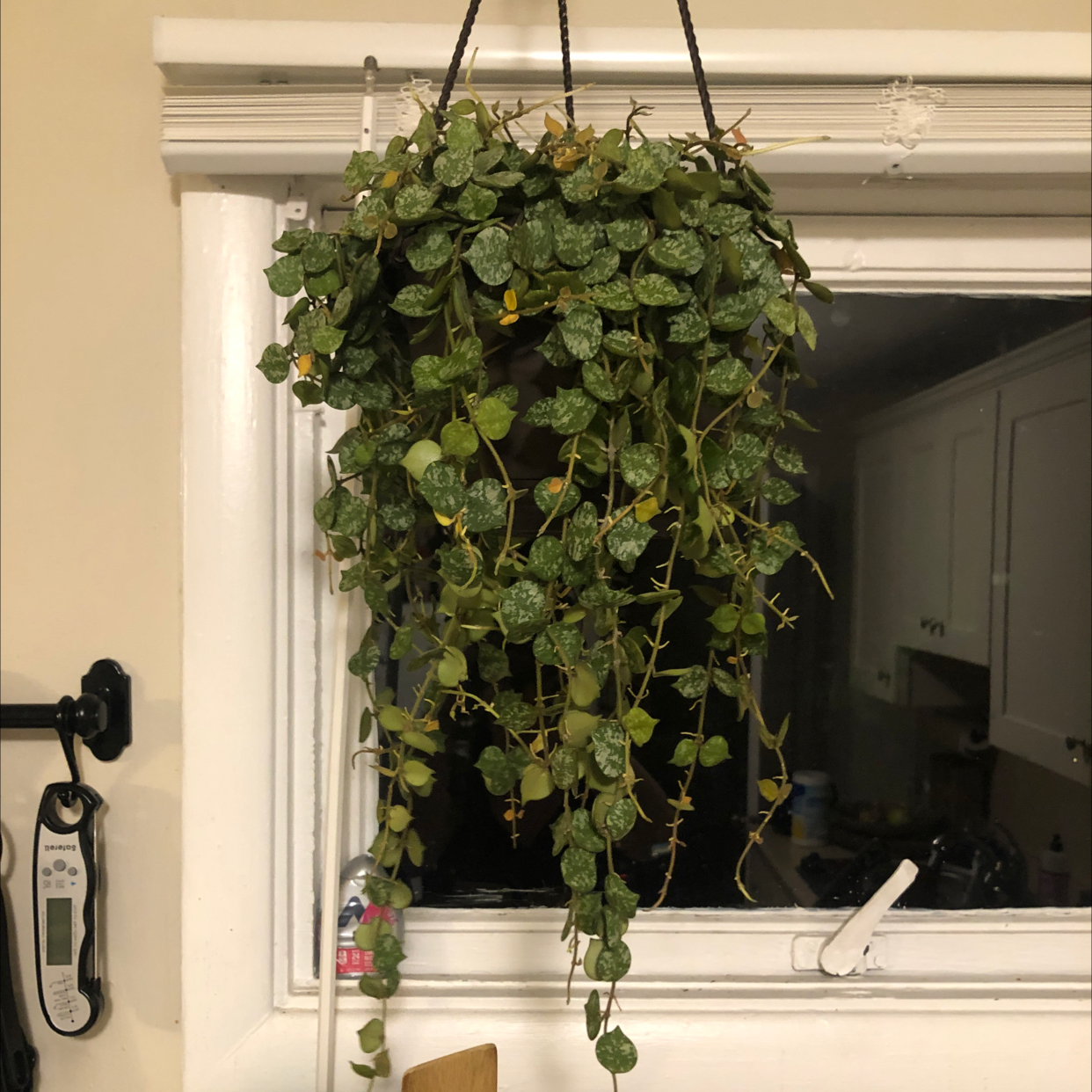 Photo of the plant species Fung Wax Flower by @shannonwatts33 named Curtis on Greg, the plant care app