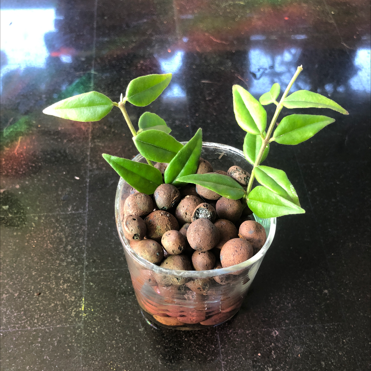 Photo of the plant species Hoya Bella by @shannonwatts33 named Bella on Greg, the plant care app