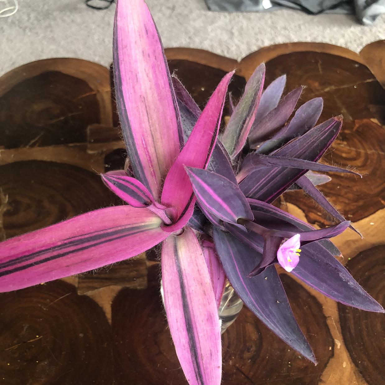 Photo of the plant species Pink Stripe Spiderwort by @shannonwatts33 named Cheshire on Greg, the plant care app