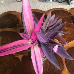 Pink Stripe Spiderwort plant