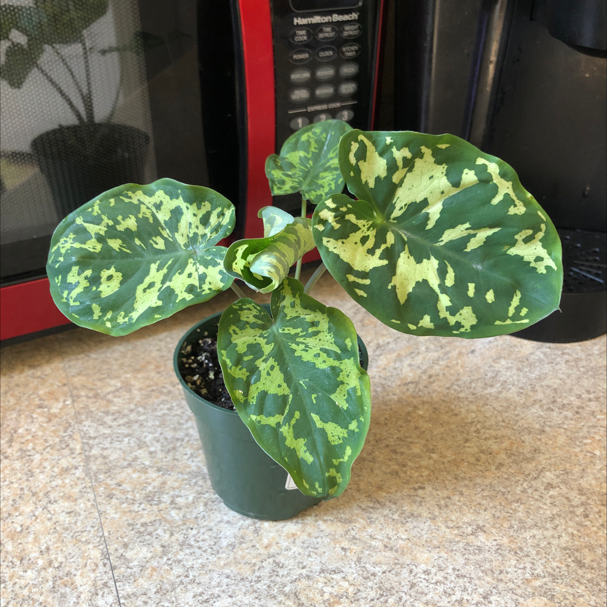 Photo of the plant species Caladium Hilo Beauty by @shannonwatts33 named Freckle on Greg, the plant care app