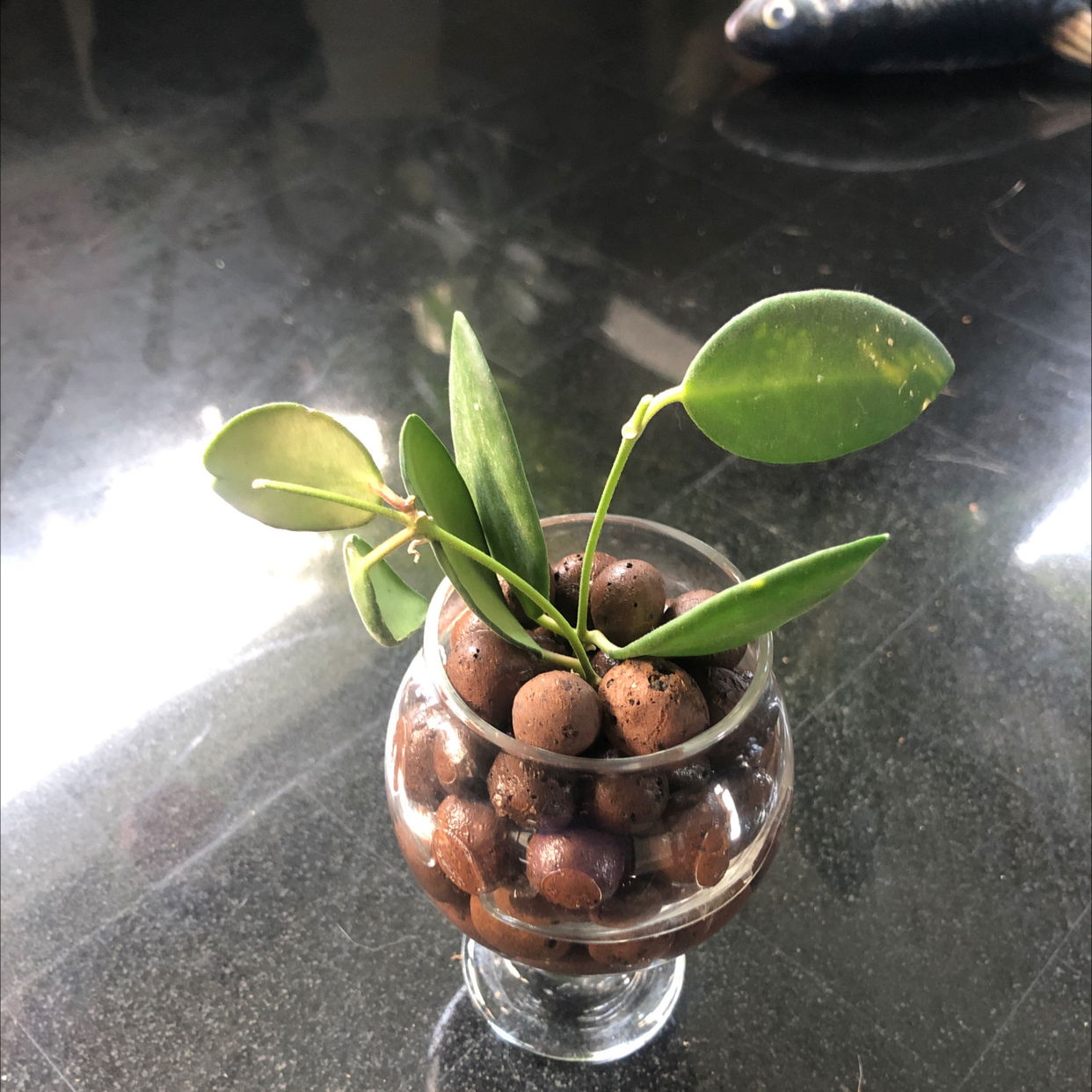Photo of the plant species Hoya 'Burtoniae' by @shannonwatts33 named Bertini on Greg, the plant care app