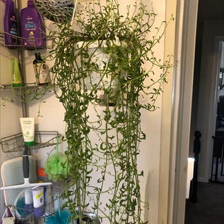 String of Dolphins plant in Farmington, Connecticut