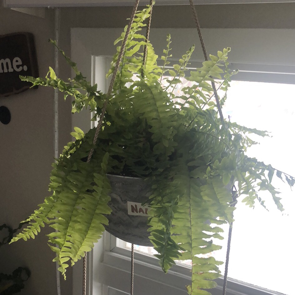 Photo of the plant species Tiger Fern by @shannonwatts33 named Nala on Greg, the plant care app