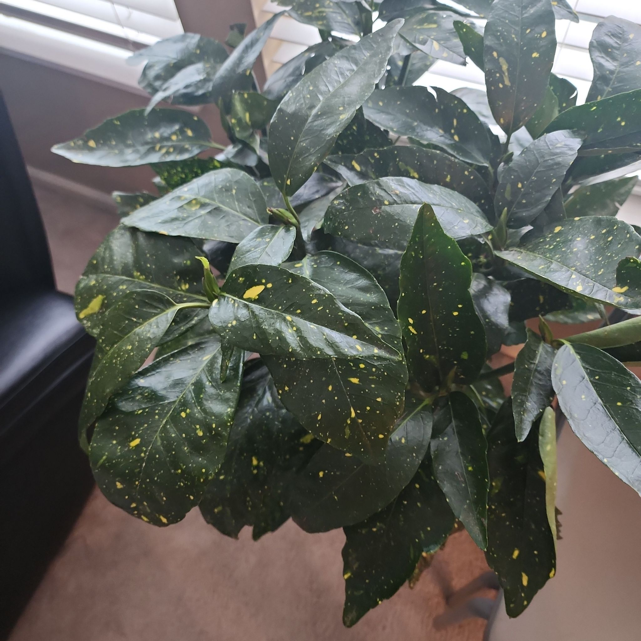 Close-up of healthy, glossy dark green leaves of a Japanese Laurel plant, characteristic of the Aucuba japonica species.