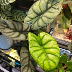 Alocasia 'Dragon Scale' plant