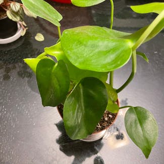 Heartleaf Philodendron plant in Cleveland, Ohio