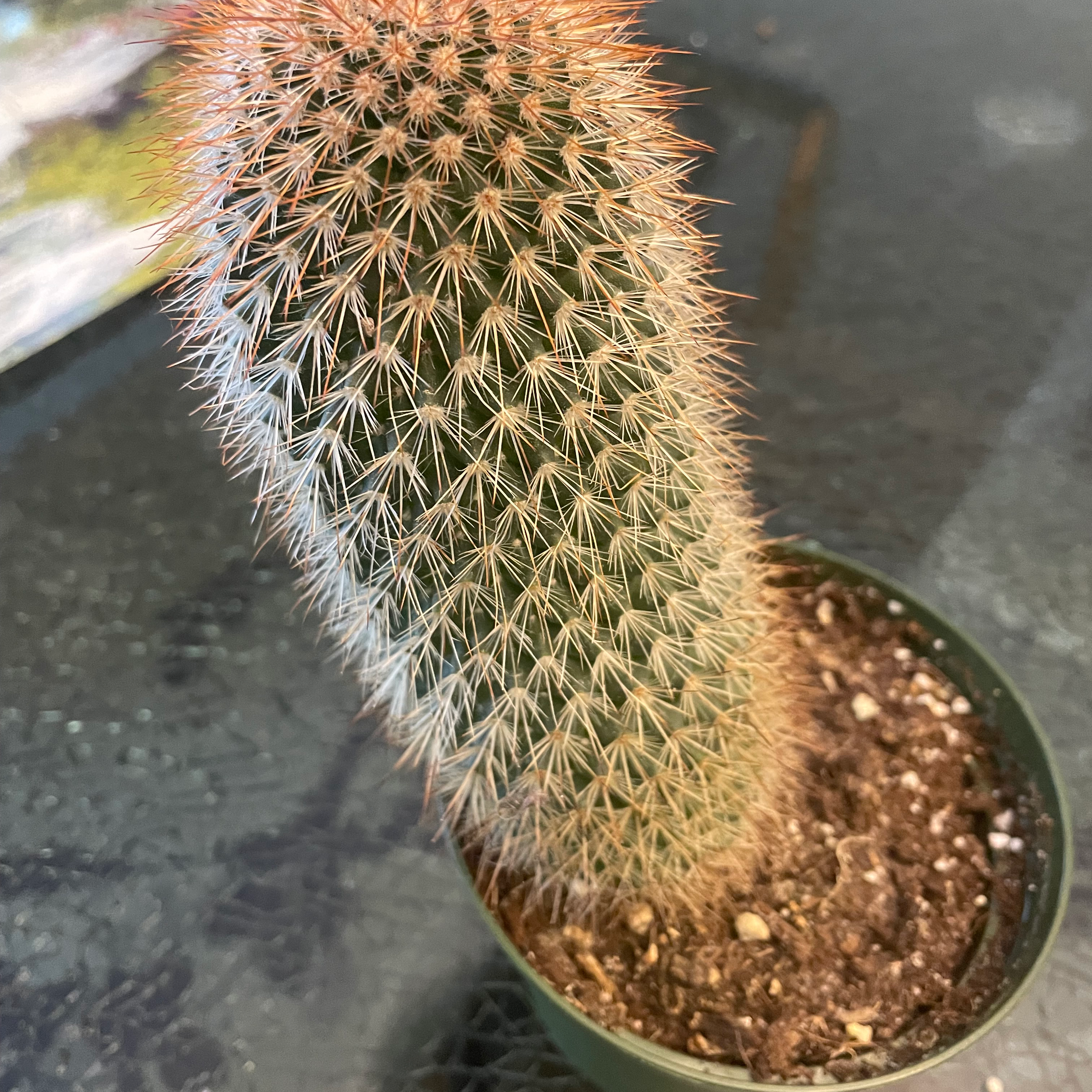 Texas Rainbow Cactus in a small pot with visible soil, appears healthy.