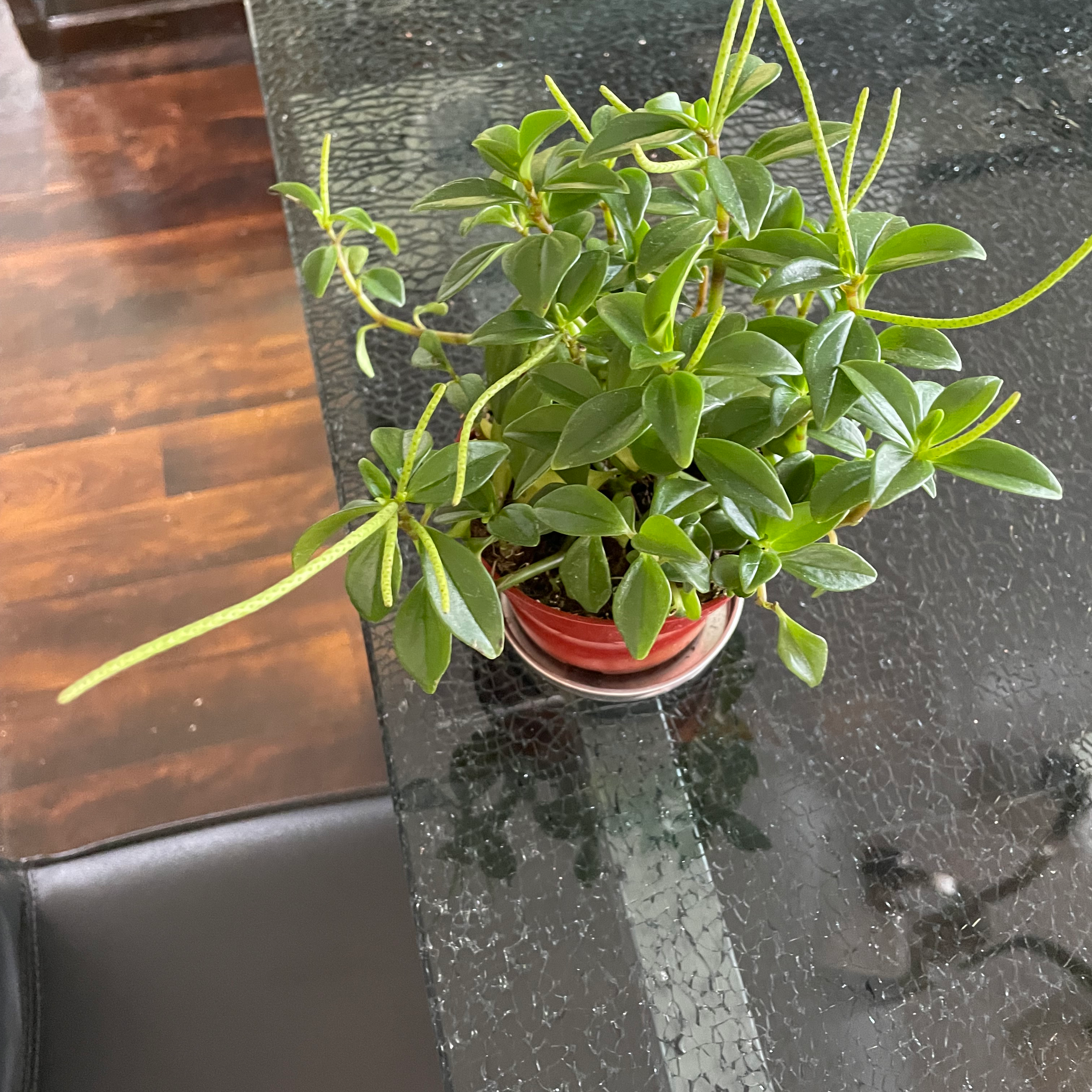 Healthy Peperomia 'Amigo Marcello' plant in a red pot on a glass table.