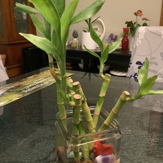 Lucky Bamboo plant in Cleveland, Ohio