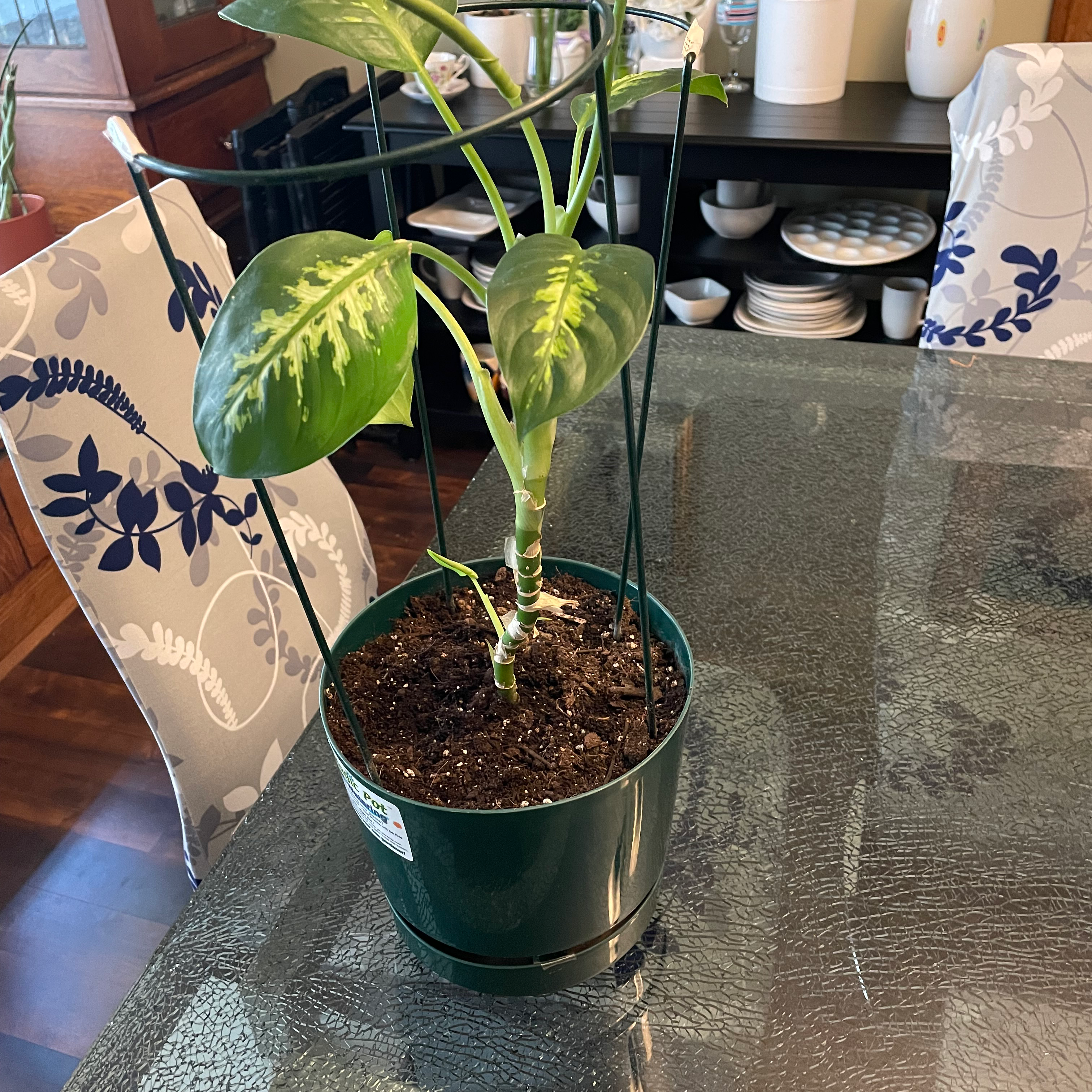 Dieffenbachia plant photo by Saundra named Aaron on Greg, the plant care app.