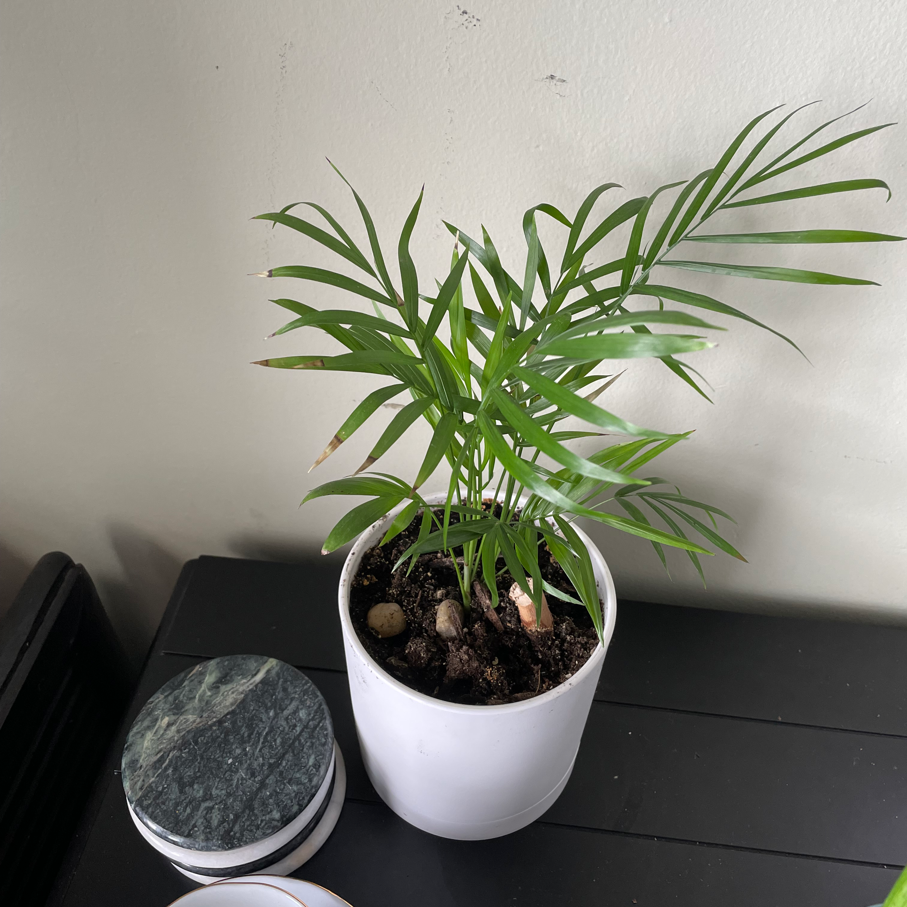 Parlour Palm plant photo by Saundra named Ray Ray on Greg, the plant care app.