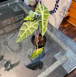 Alocasia amazonica plant