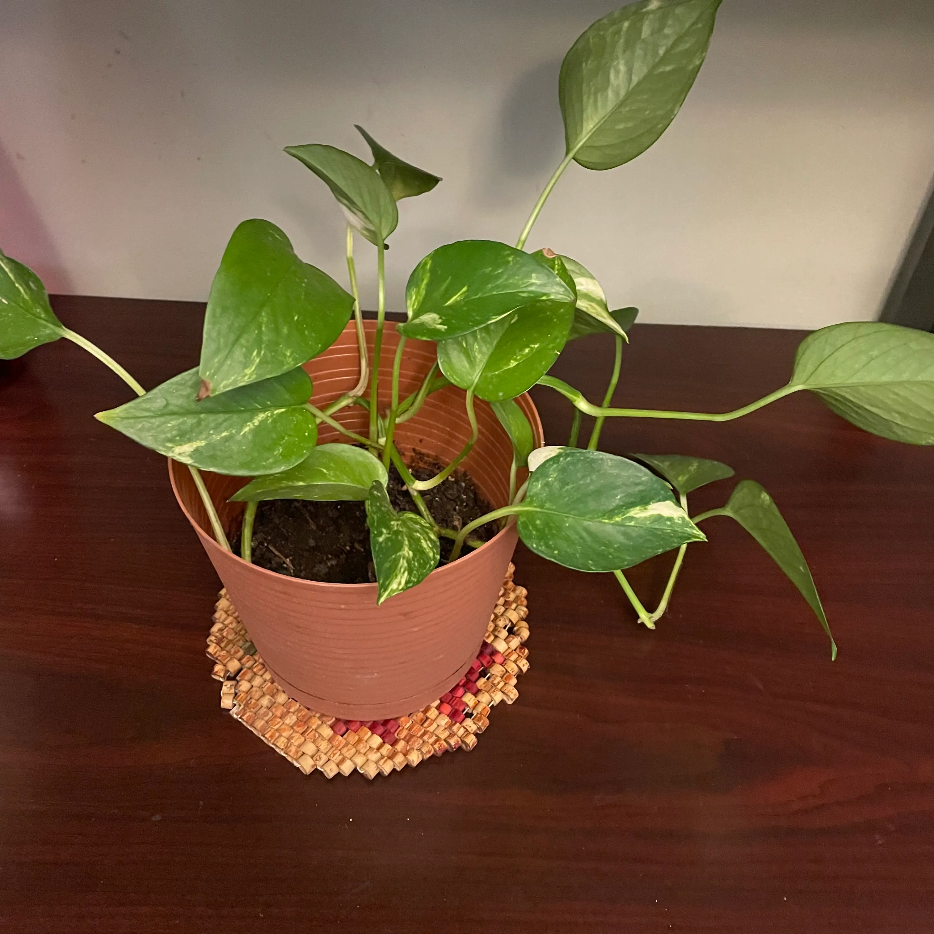 Taro Vine plant photo by Saundra named Sage on Greg, the plant care app.