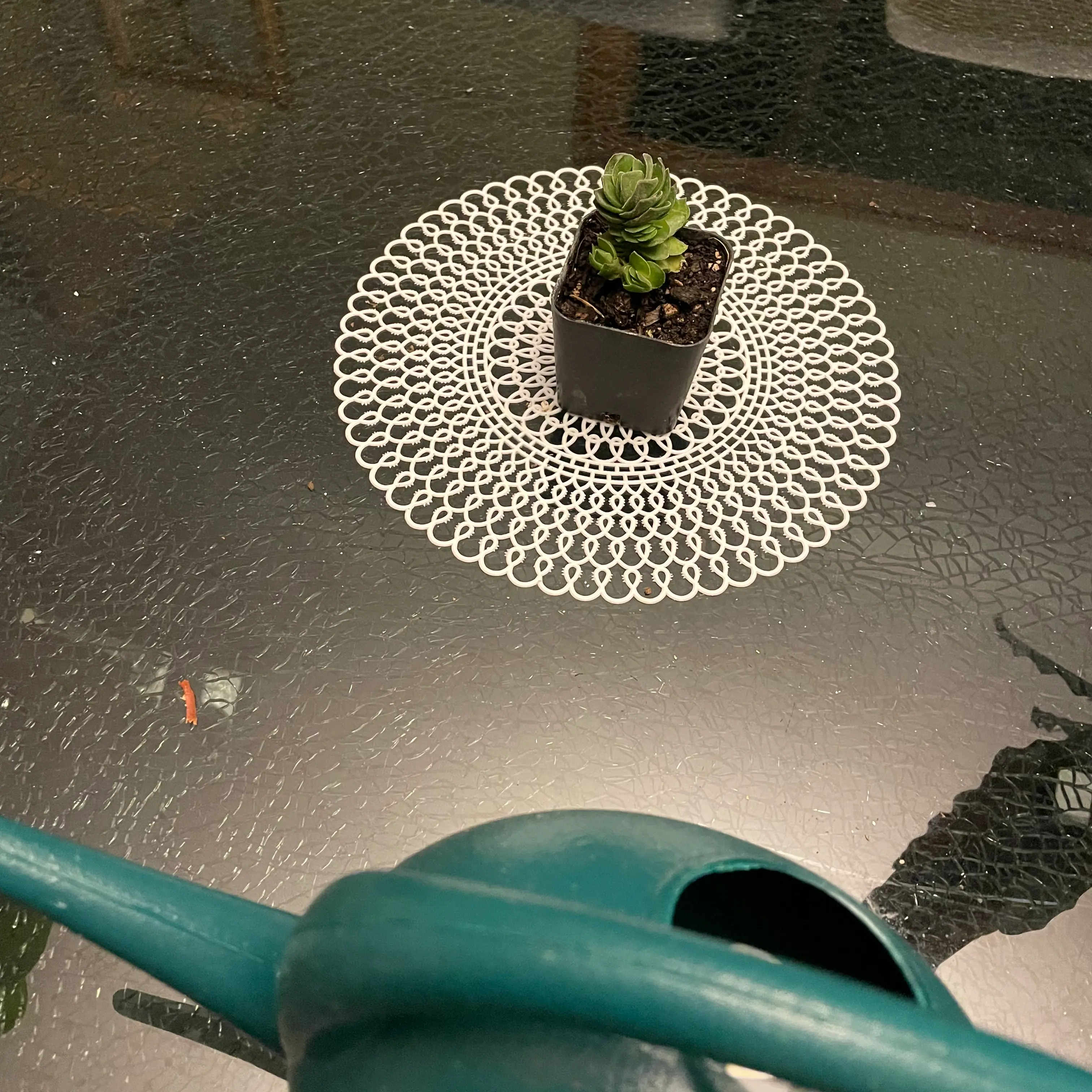 Crassula 'Buddha's Temple' plant in a black pot on a decorative doily on a glass table.