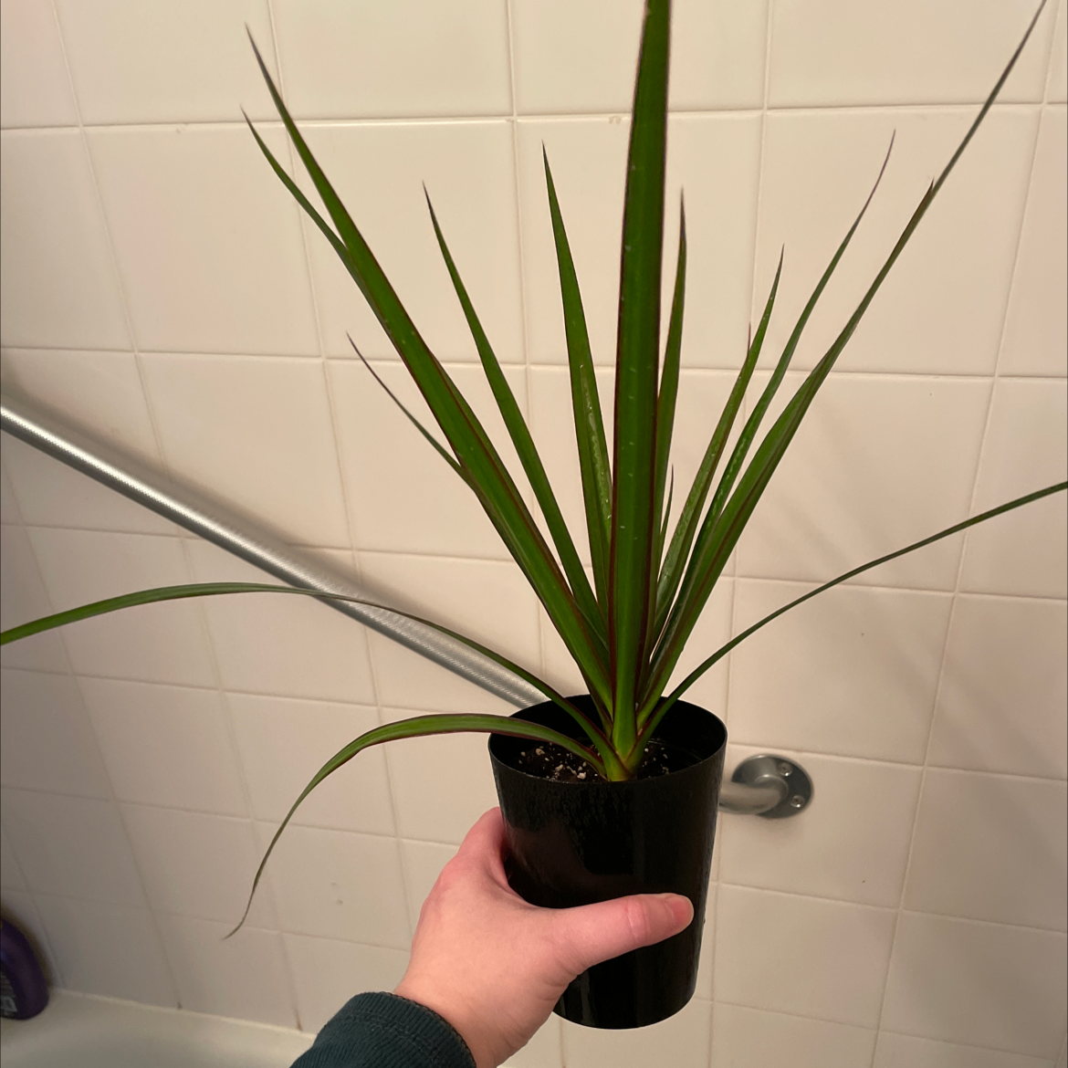 A healthy Magenta Dragon Tree plant in a black pot, held by a hand against a tiled wall.