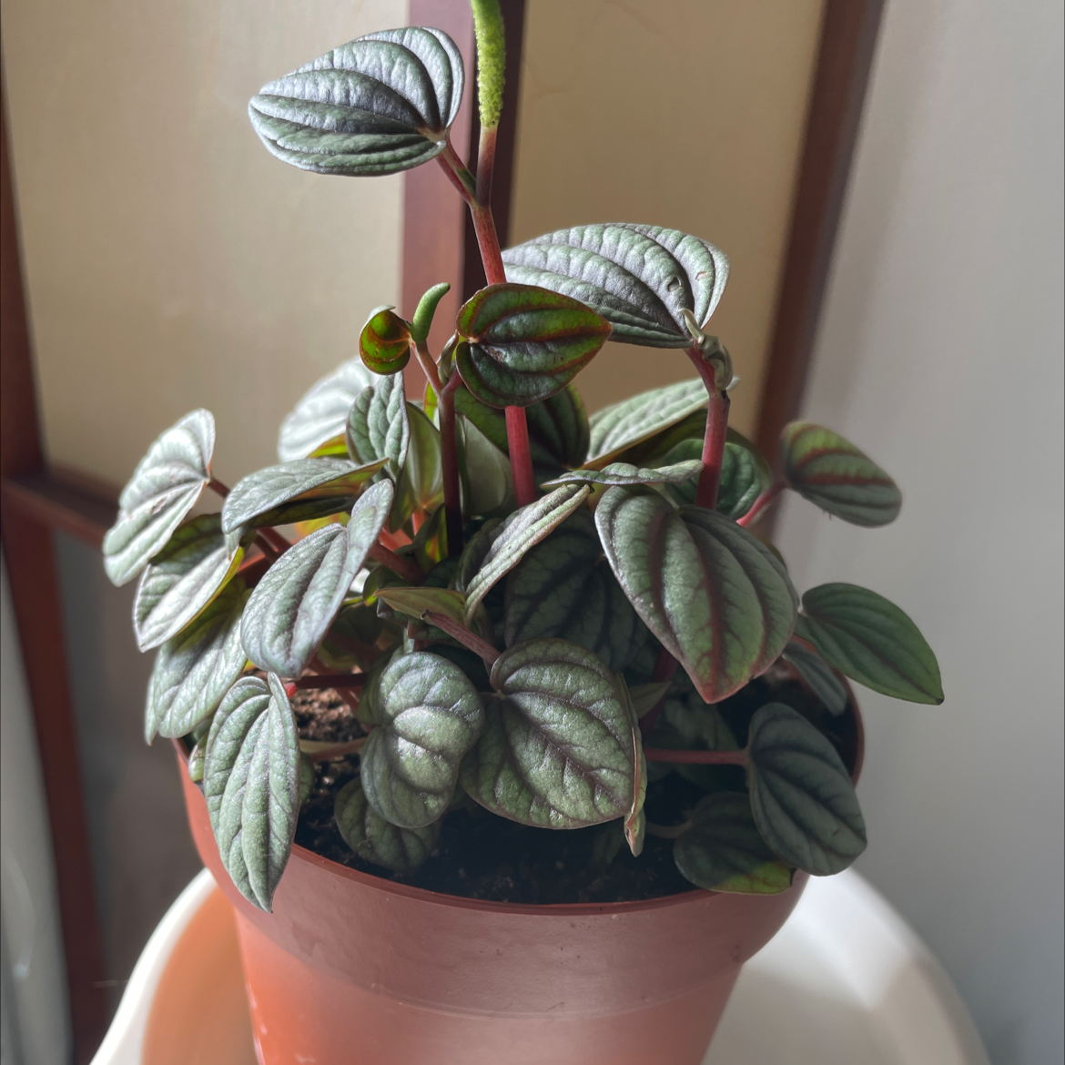 Healthy Piccolo Banda plant in a pot with vibrant leaves.