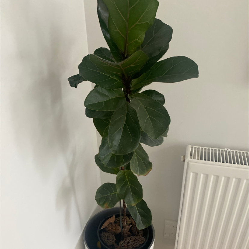 Dwarf Fiddle Leaf Fig plant in a pot indoors, with dark green leaves.