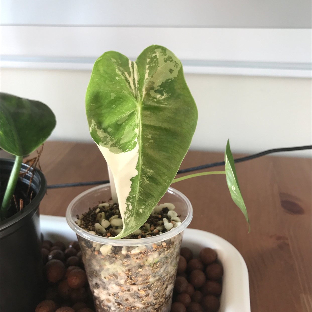 Variegated Alocasia frydek plant in a clear plastic pot with visible soil and variegated leaves.