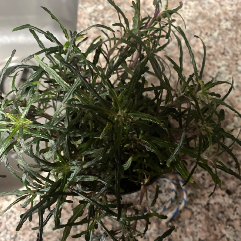 Photo of the plant species Narrow-Leaved Ragwort by Terry named Remington on Greg, the plant care app