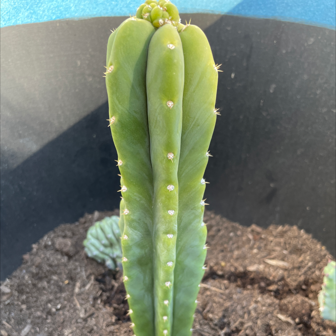 San Pedro Cactus in a pot with visible soil, appears healthy.
