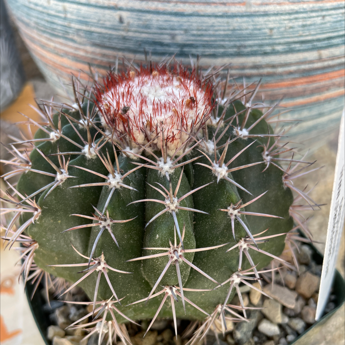 Photo of the plant species Melocactus violaceus by Bryan named Remington on Greg, the plant care app