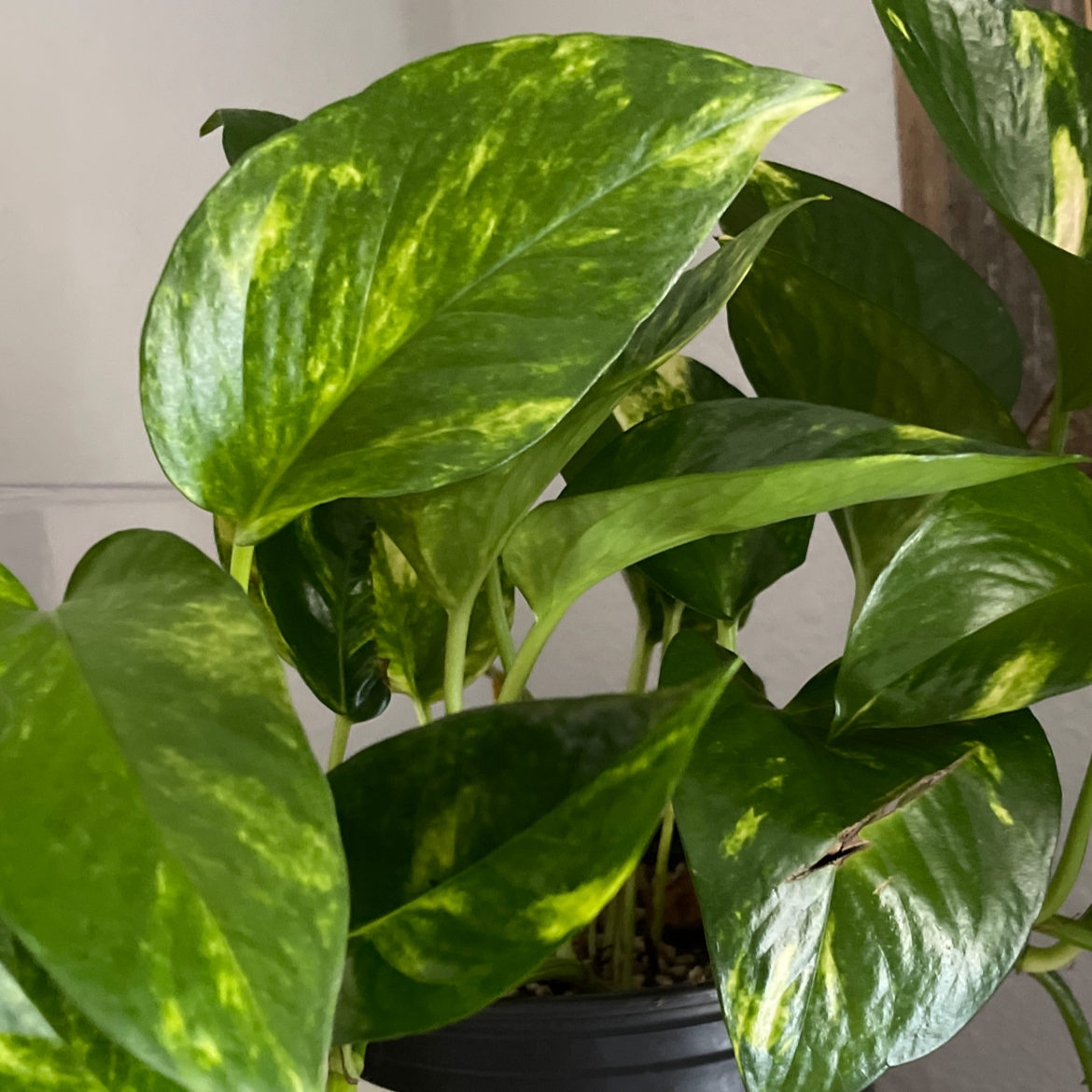 Taro Vine plant photo by Bryan named Ronaldo on Greg, the plant care app.