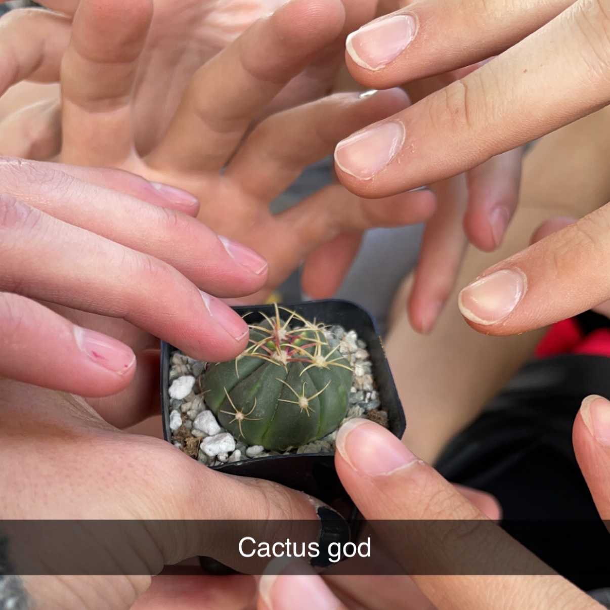 Photo of the plant species Ferocactus macrodiscus by Bryan named Winston on Greg, the plant care app