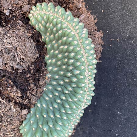 Photo of the plant species Boxing Glove Cactus by Bryan named Pax on Greg, the plant care app