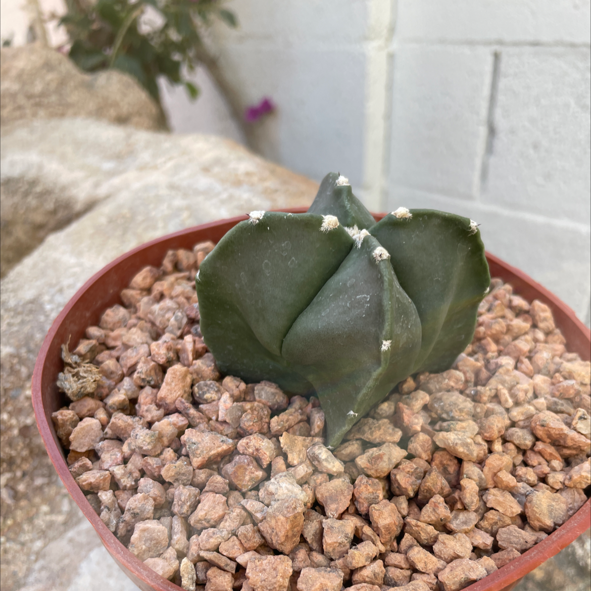 Bishop's Cap Cactus plant photo by Bryan named Apollo on Greg, the plant care app.