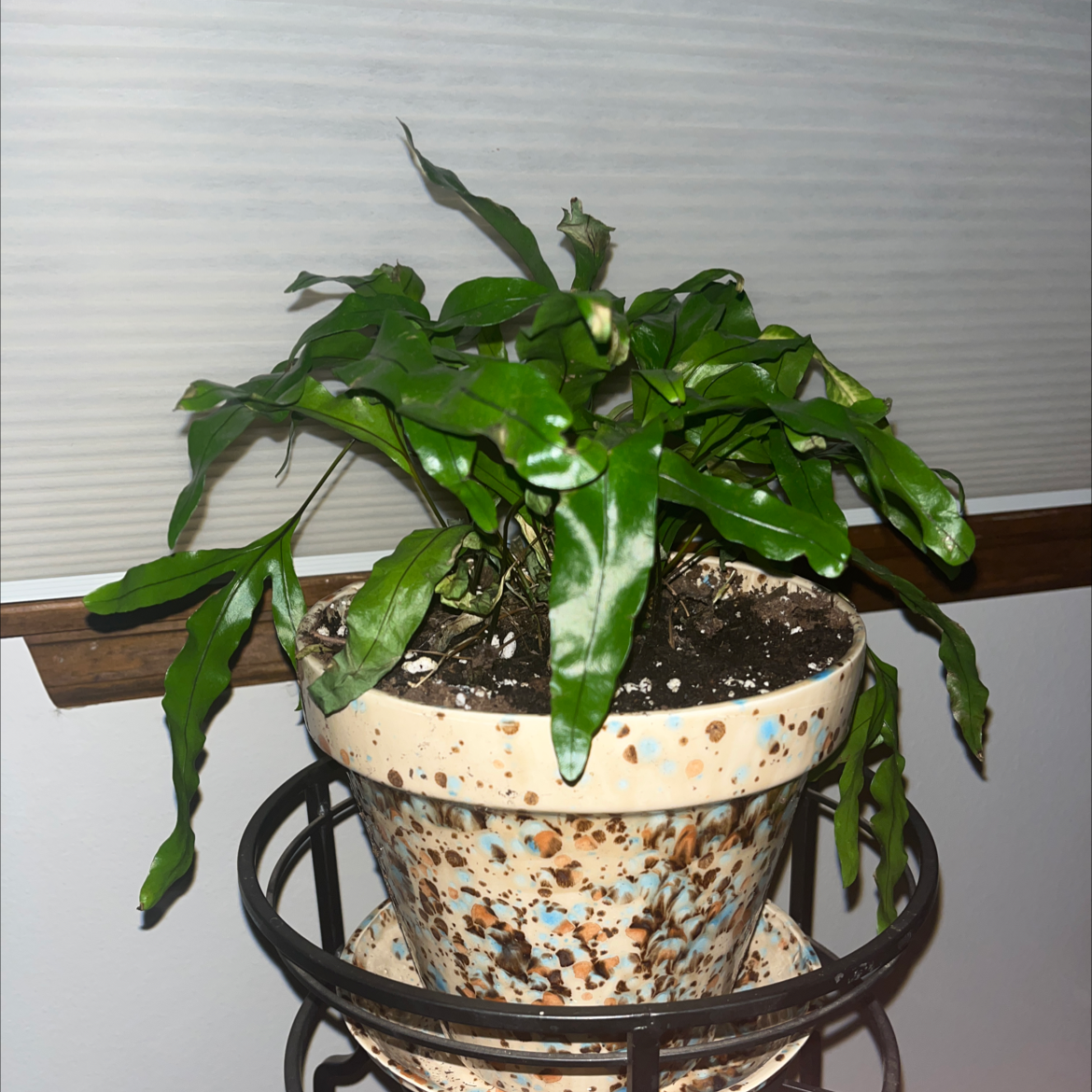 Bird's Nest Fern plant photo by William named 1 on Greg, the plant care app.
