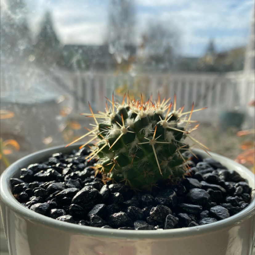 Brittle Prickly Pear cactus in a white pot with black gravel, healthy and well-framed.