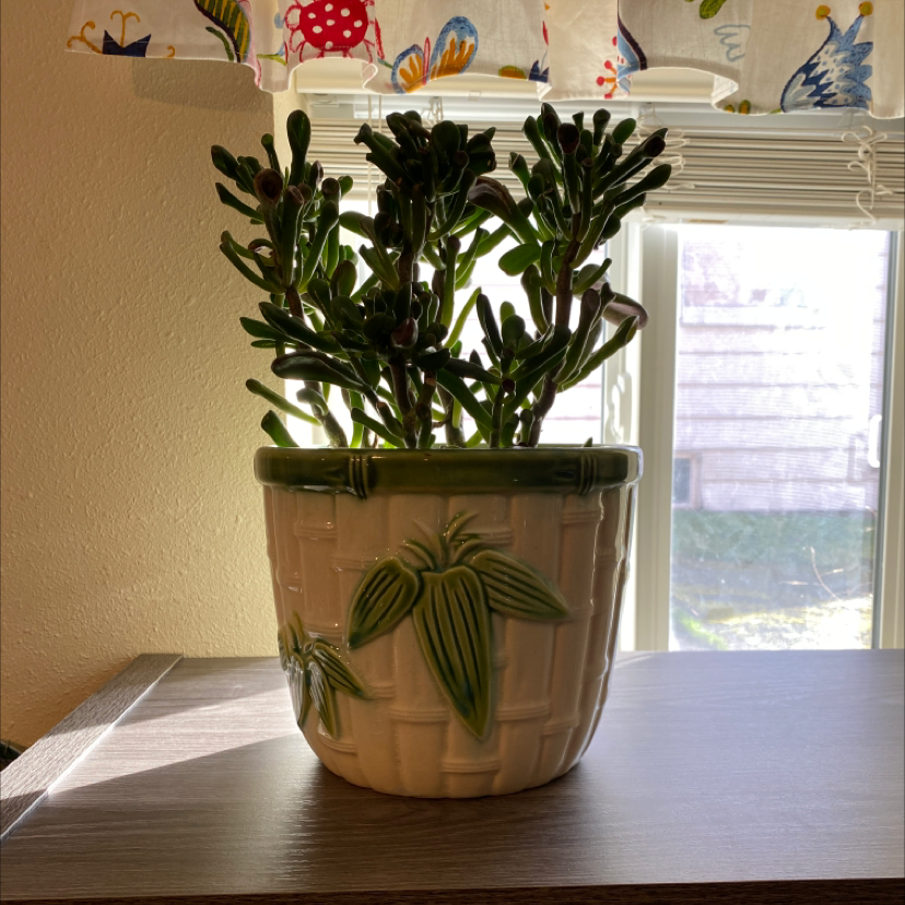 Lucky Plant plant photo by @ilona named fiona on Greg, the plant care app.