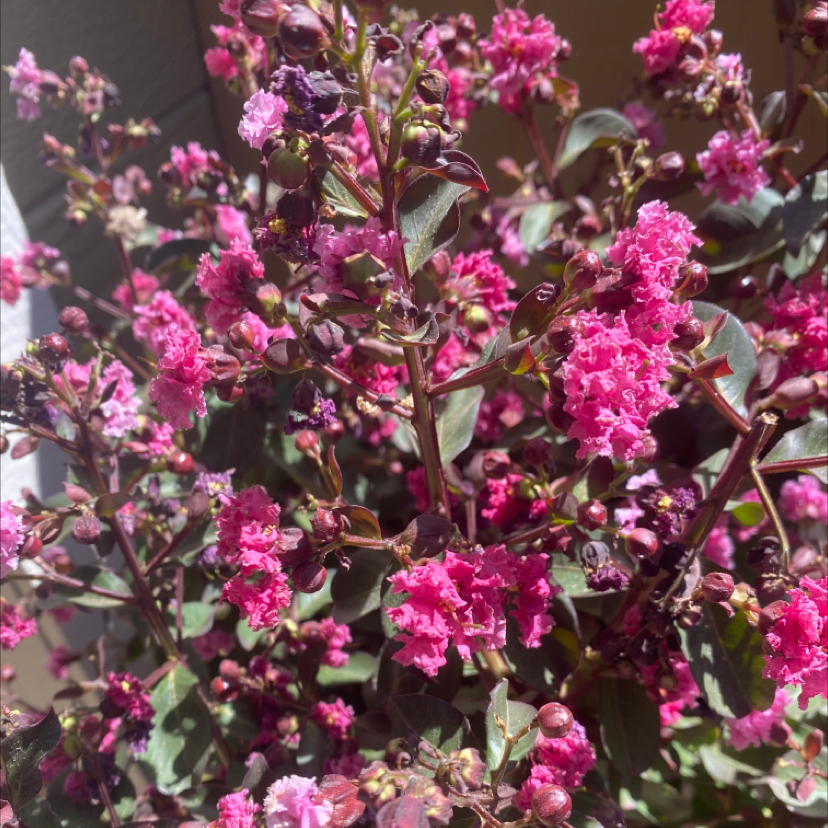 Photo of the plant species Cape Myrtle by @sparklewink named Rosy on Greg, the plant care app