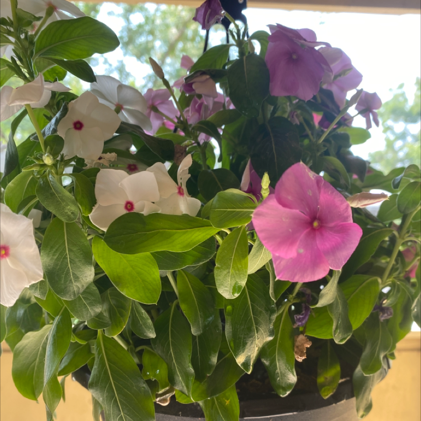 Bright Eyes plant photo by @sparklewink named Raquel and Liz on Greg, the plant care app.