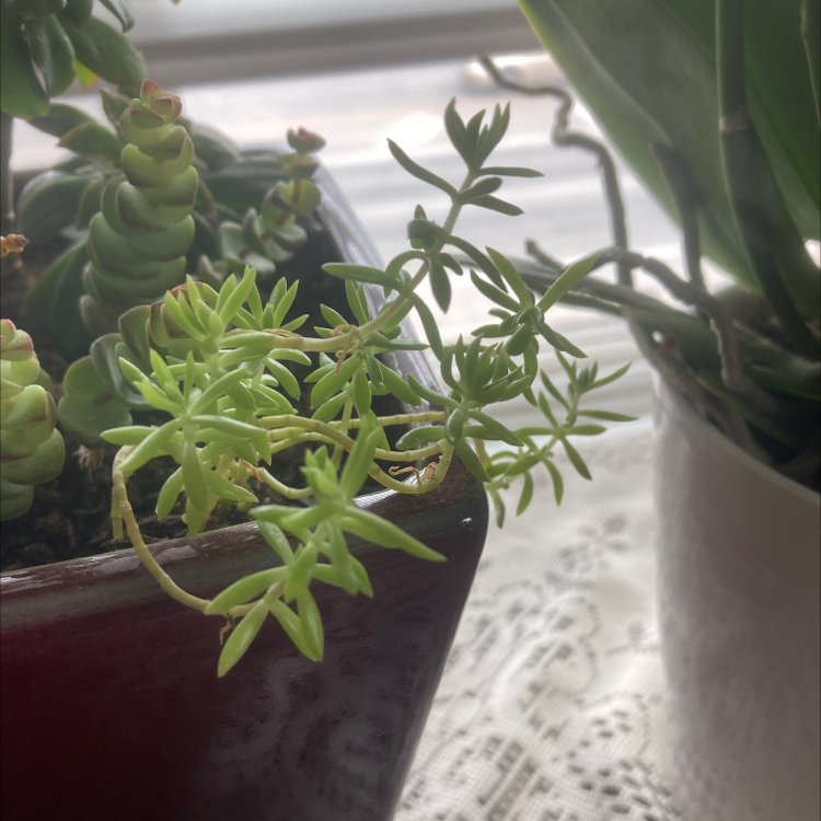 Pale Stonecrop succulent in a pot, healthy with no visible discoloration, another plant in the background.