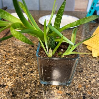 Aloe vera plant in White Plains, New York