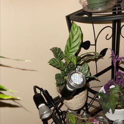 Calathea 'Freddie' plant