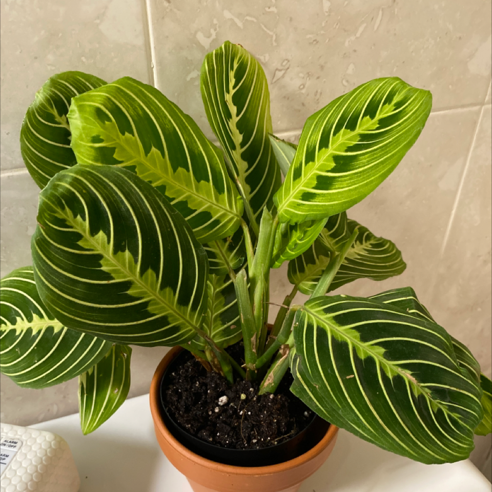 Green Prayer Plant plant photo by @juliette named Buddha on Greg, the plant care app.
