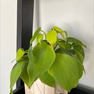 Heartleaf Philodendron plant in Chicago, Illinois