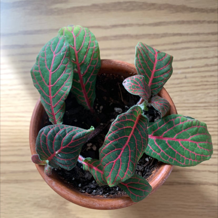 Nerve Plant plant photo by @opheliaio named Your plant on Greg, the plant care app.