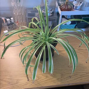 Spider Plant plant photo by Opheliaio named Your plant on Greg, the plant care app.