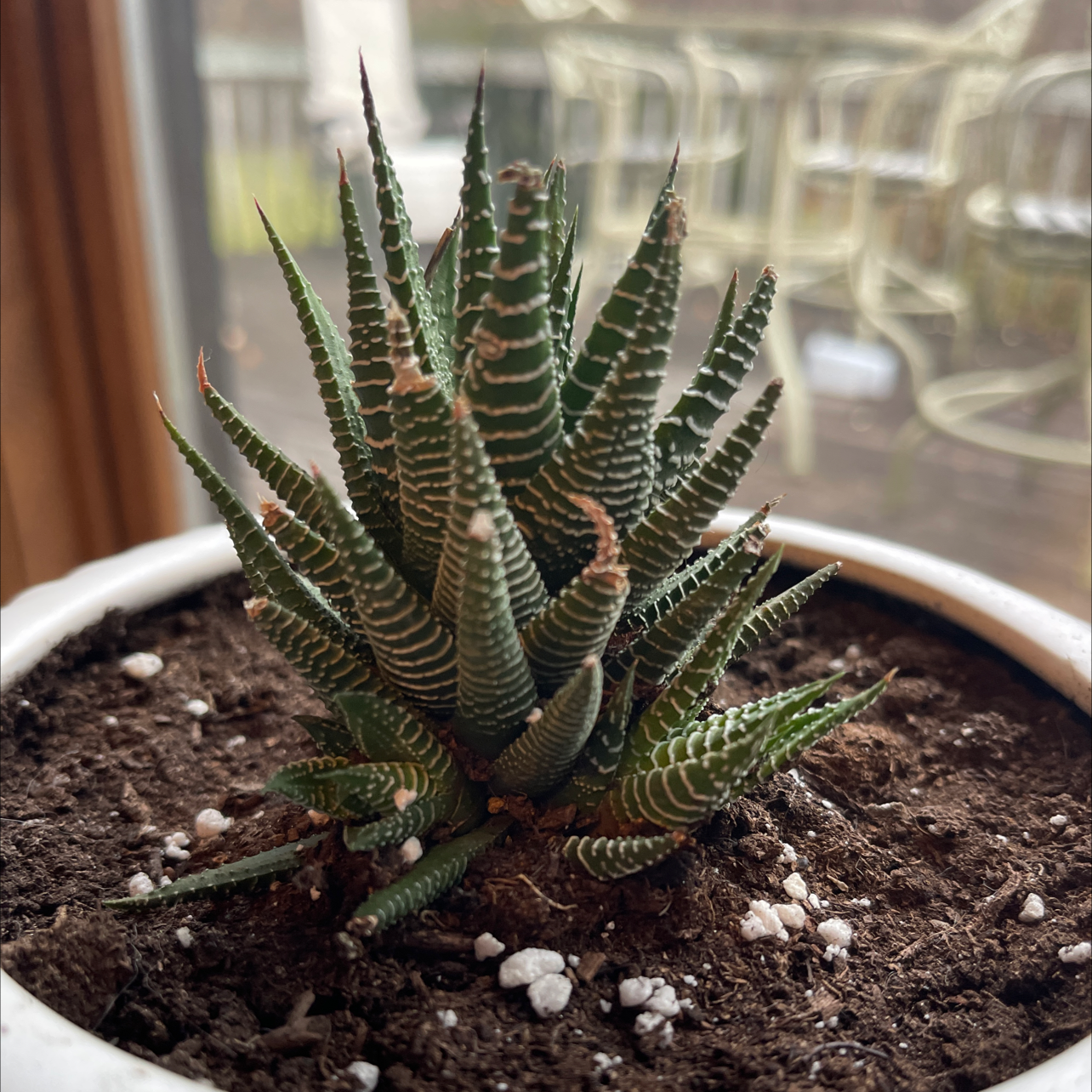 Zebra Plant plant photo by Dawn named Spike on Greg, the plant care app.