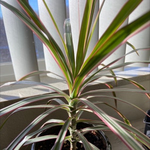 Dragon Tree plant photo by @VentiDepresso named Florence on Greg, the plant care app.