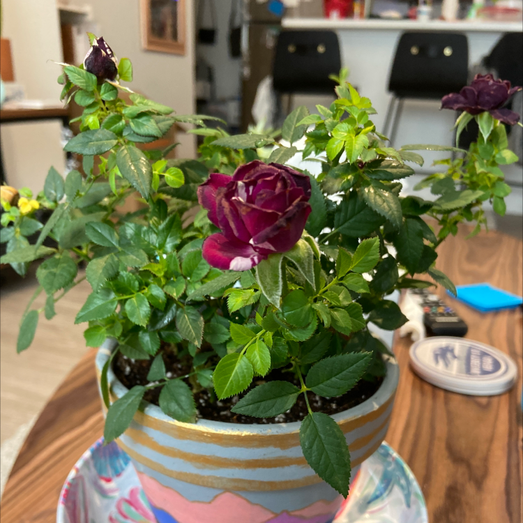 Photo of the plant species Purple Tiger Rose by @VentiDepresso named Tyrian on Greg, the plant care app