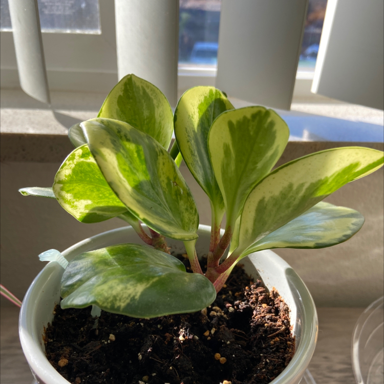 Baby Rubber Plant plant photo by @VentiDepresso named Mug on Greg, the plant care app.