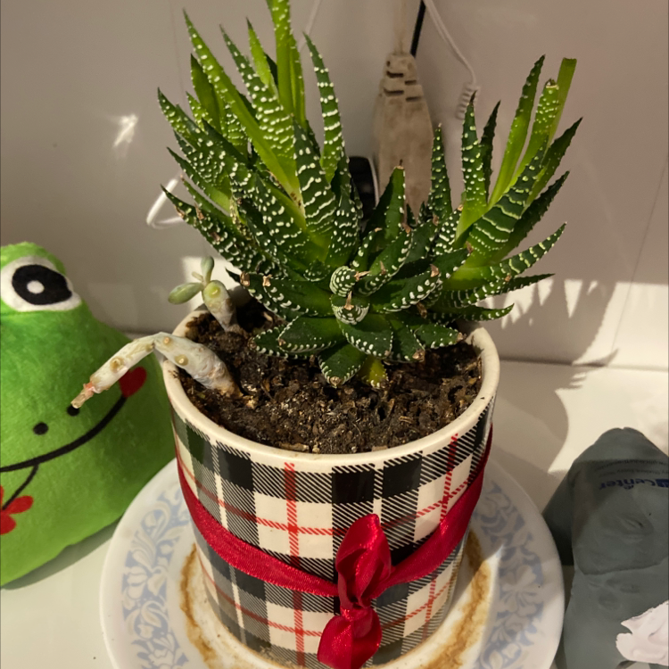 Zebra Plant plant photo by @VentiDepresso named Billy Bob on Greg, the plant care app.