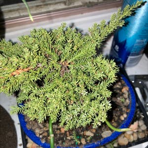 Japanese Cedar plant photo by Lily named Ulysses S plant￼ on Greg, the plant care app.