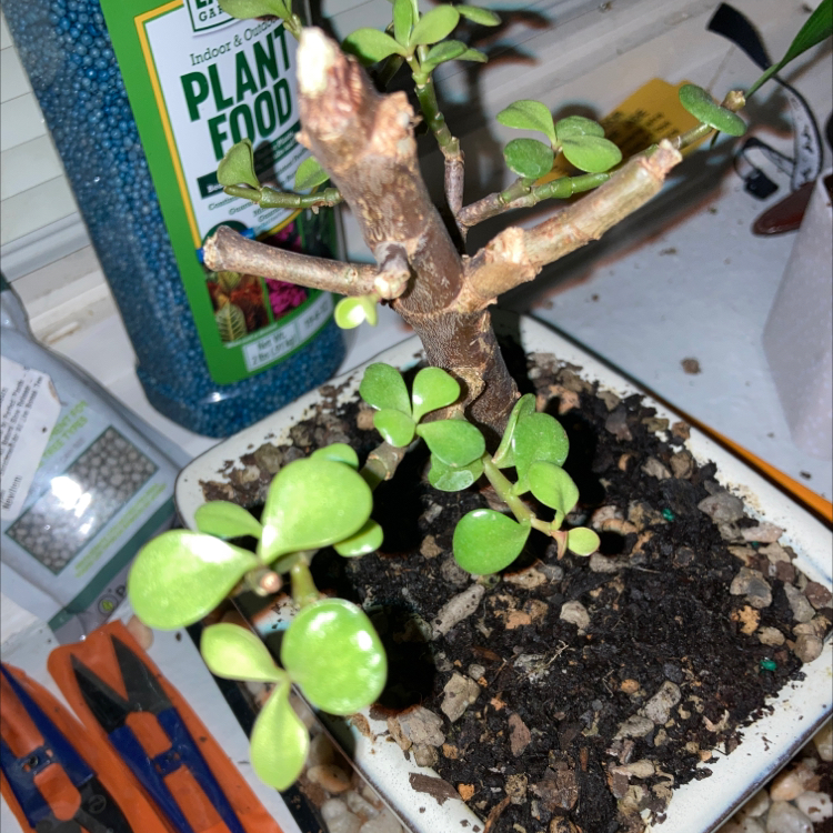 Lucky Plant plant photo by Lily named Jade leaf Bonzai tree￼ on Greg, the plant care app.